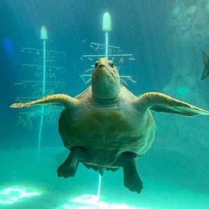 Meet your Posher, Leslie